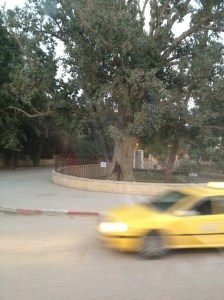 Sycamore Tree over 1000 years old. Similar to the Zacheus' tree.